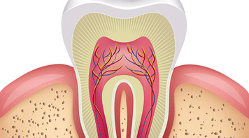 Root Canal Diagram